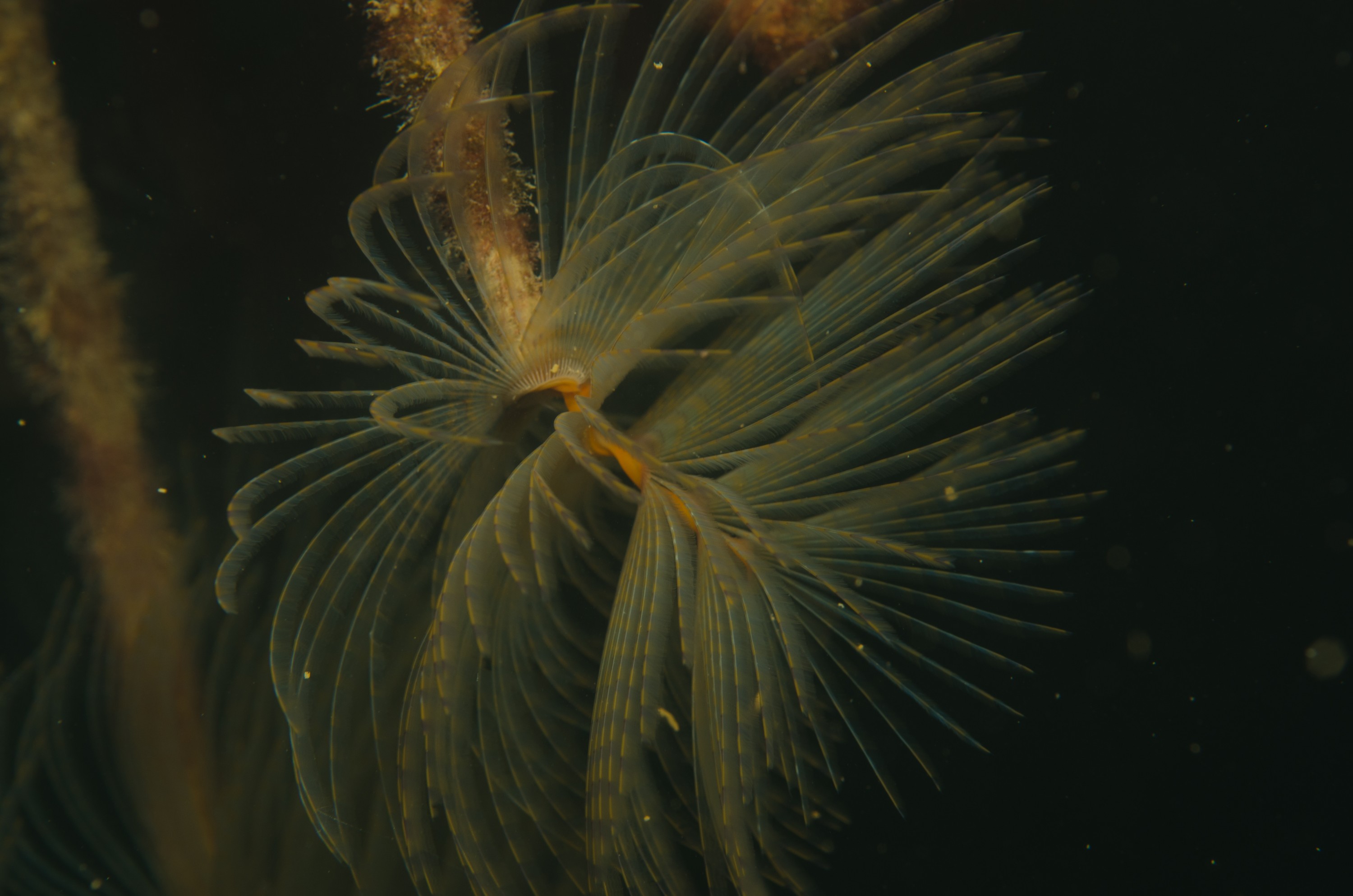 DSC_3217 – Mediterranean, fanworm, Sabella, spallanzanii, marine, pest, Auckland, underwater, crispin, nz, new, zealand, new zealand, fan, worm, marine, pest, invasive, Biosecurity